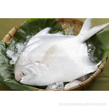 frisch gefrorener silberner Pomfret